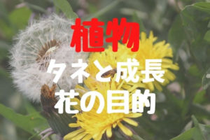 [生物] 植物のタネと成長＆花の目的