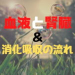 [生物] 血液と腎臓＆消化吸収の流れ