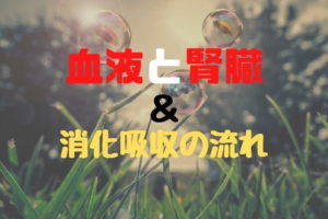 [生物] 血液と腎臓＆消化吸収の流れ