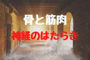 [生物] 骨と筋肉＆神経の働き
