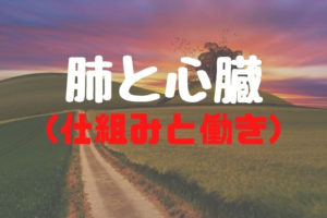 [生物] 肺と心臓のしくみ