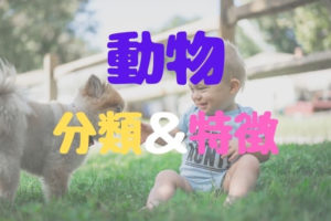 [生物] 動物の分類と特徴